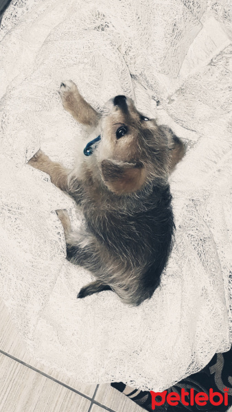 Chihuahua, Köpek  Topak fotoğrafı