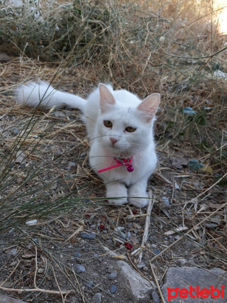 Ankara Kedisi, Kedi  Pamuk ( hayatta değil ) fotoğrafı