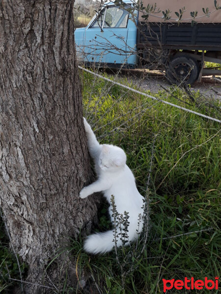 Ankara Kedisi, Kedi  Pamuk ( hayatta değil ) fotoğrafı