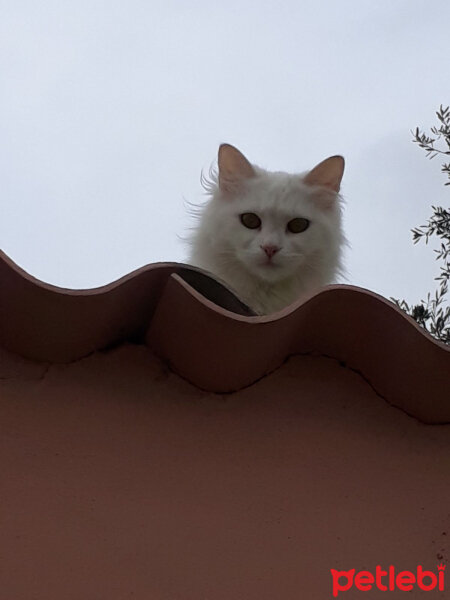 Ankara Kedisi, Kedi  Pamuk ( hayatta değil ) fotoğrafı