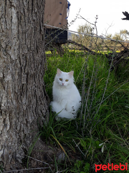 Ankara Kedisi, Kedi  Pamuk ( hayatta değil ) fotoğrafı