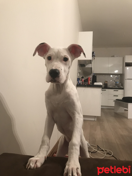 Dogo Arjantin, Köpek  Herkul fotoğrafı