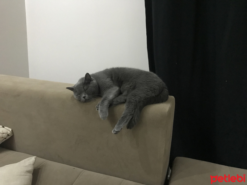 British Shorthair, Kedi  Fındık fotoğrafı