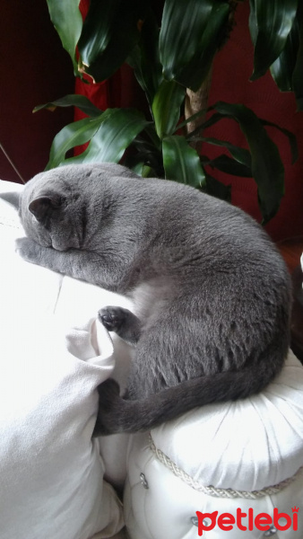 British Shorthair, Kedi  Fındık fotoğrafı