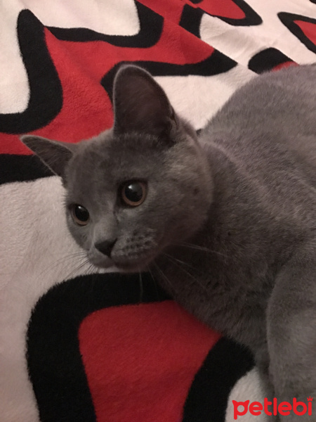 British Shorthair, Kedi  Fındık fotoğrafı