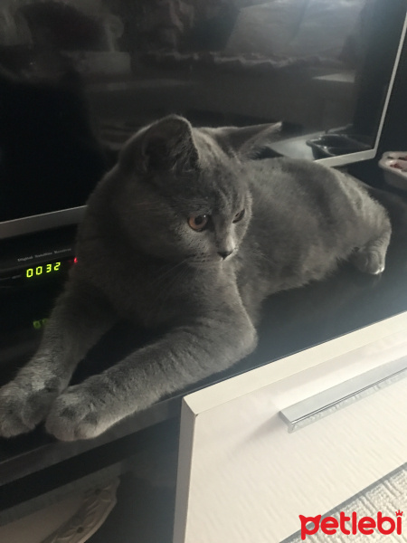 British Shorthair, Kedi  Fındık fotoğrafı