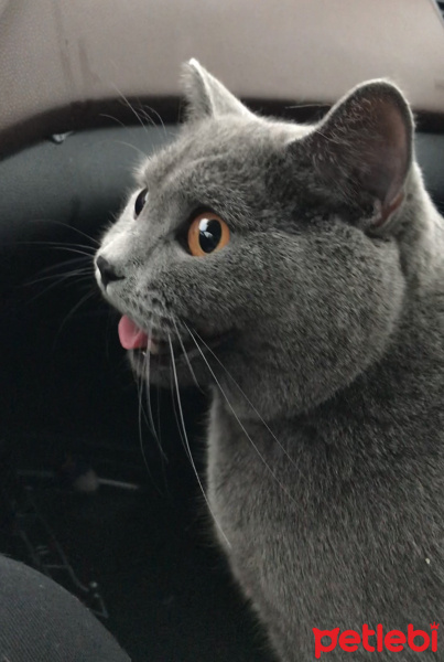 British Shorthair, Kedi  Fındık fotoğrafı