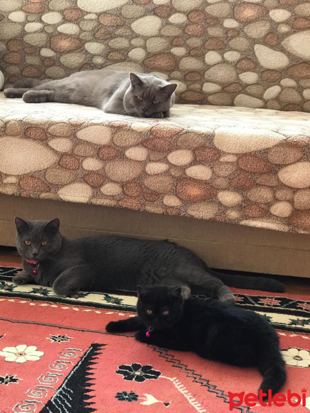 British Shorthair, Kedi  Nane&Safran&Sumak fotoğrafı