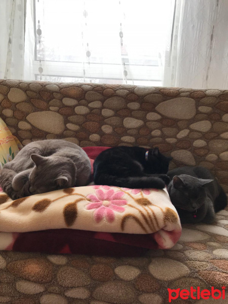 British Shorthair, Kedi  Nane&Safran&Sumak fotoğrafı