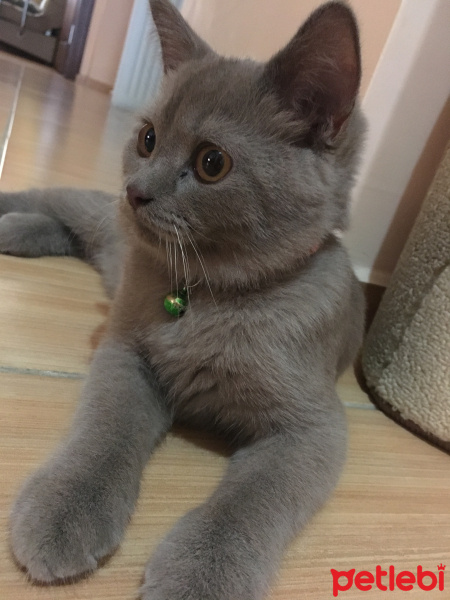 British Shorthair, Kedi  Nane fotoğrafı