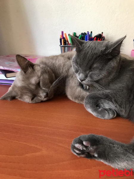 British Shorthair, Kedi  Nane fotoğrafı