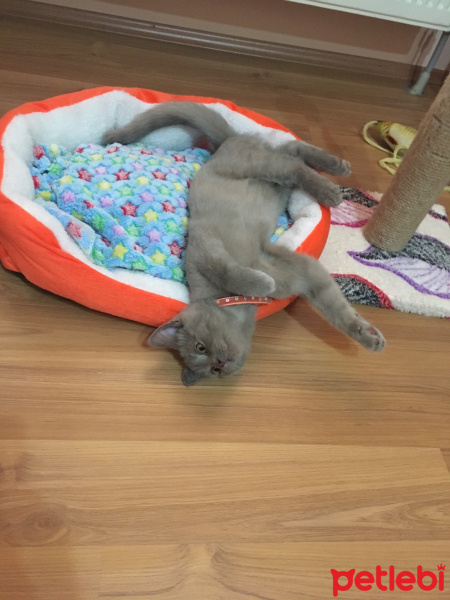 British Shorthair, Kedi  Nane fotoğrafı