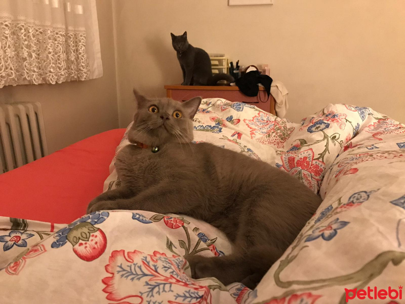British Shorthair, Kedi  Nane fotoğrafı