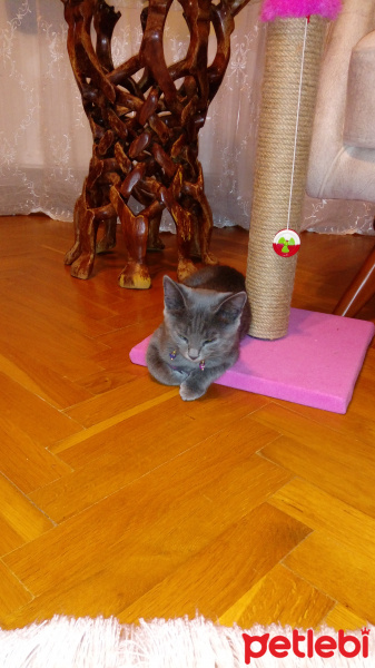British Shorthair, Kedi  Gece fotoğrafı