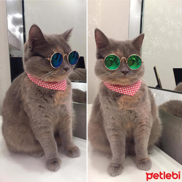 British Shorthair, Kedi  DUMİ fotoğrafı