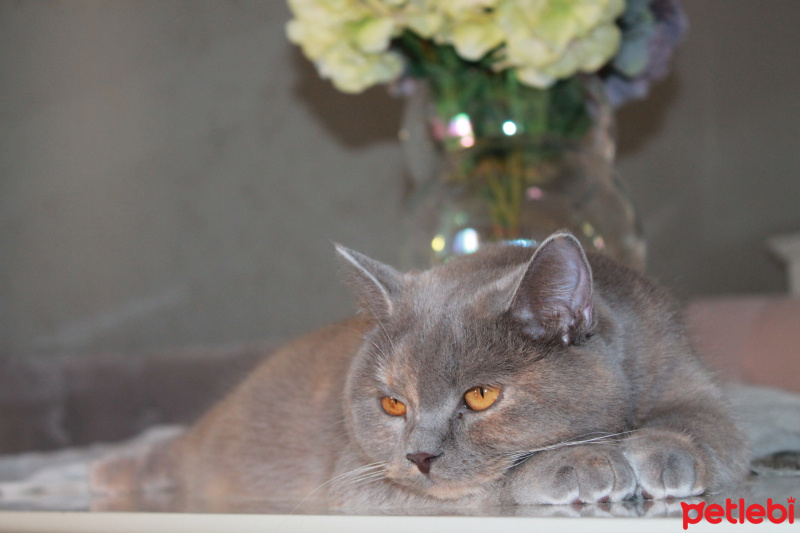 British Shorthair, Kedi  DUMİ fotoğrafı