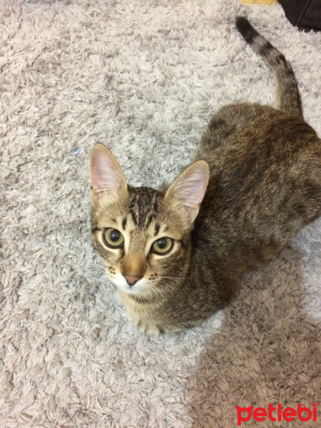 Tekir Kedi, Kedi  Bulut fotoğrafı