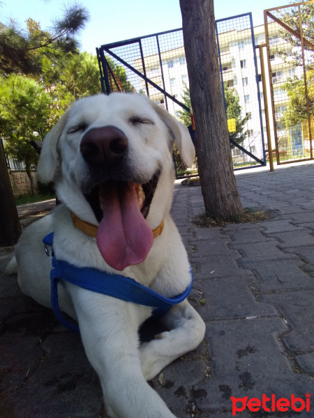 Labrador Retriever, Köpek  Casper fotoğrafı