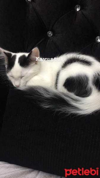 Tekir Kedi, Kedi  Boldi fotoğrafı