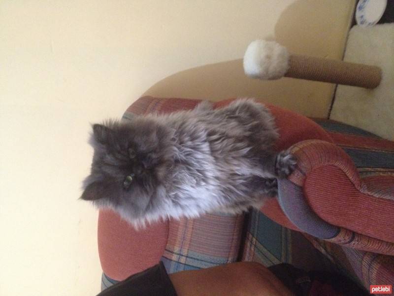 Chinchilla, Kedi  İzabel fotoğrafı