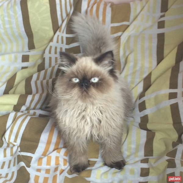 Chinchilla, Kedi  İzabel fotoğrafı