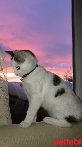 Tekir Kedi, Kedi  Bıdık fotoğrafı