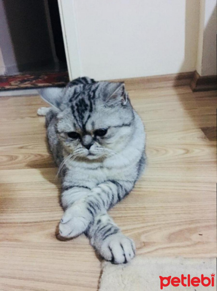 British Shorthair, Kedi  bade fotoğrafı