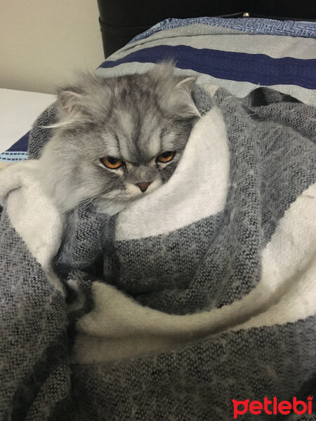 Chinchilla, Kedi  Shiva fotoğrafı