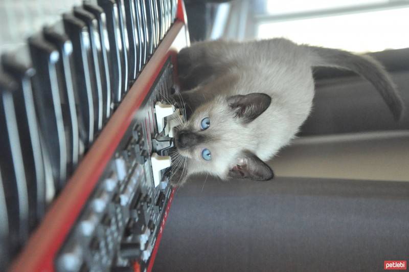 Siyam Kedisi, Kedi  Şevket fotoğrafı