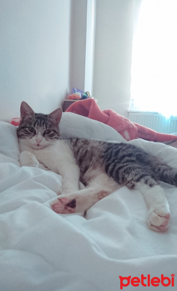 Tekir Kedi, Kedi  Liza fotoğrafı