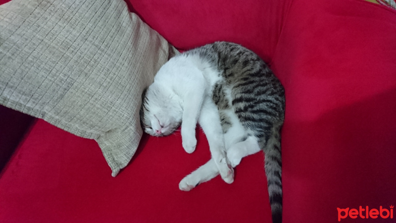 Tekir Kedi, Kedi  Liza fotoğrafı