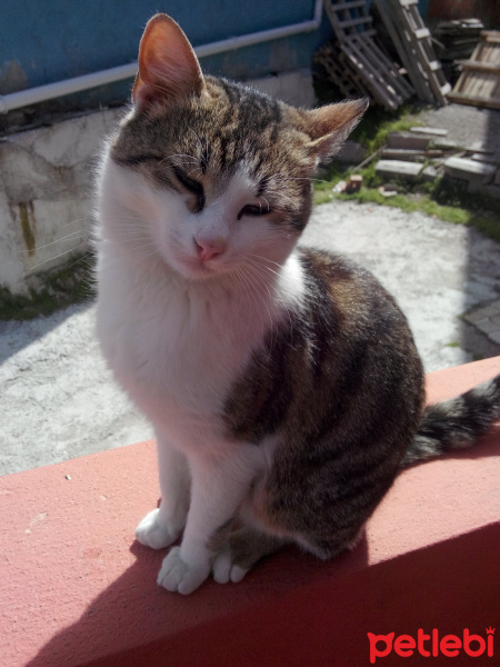 Tekir Kedi, Kedi  Yulaf fotoğrafı