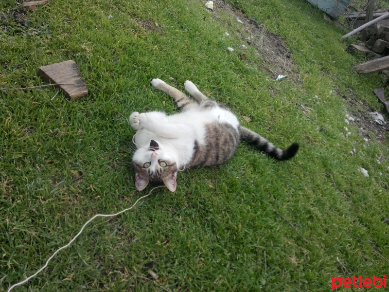 Tekir Kedi, Kedi  Yulaf fotoğrafı