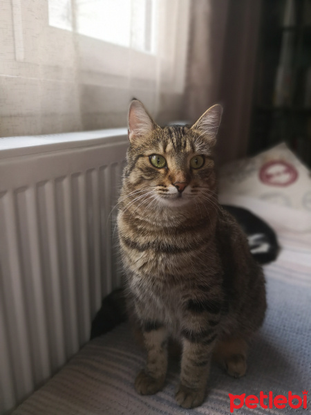 Tekir Kedi, Kedi  Mars fotoğrafı