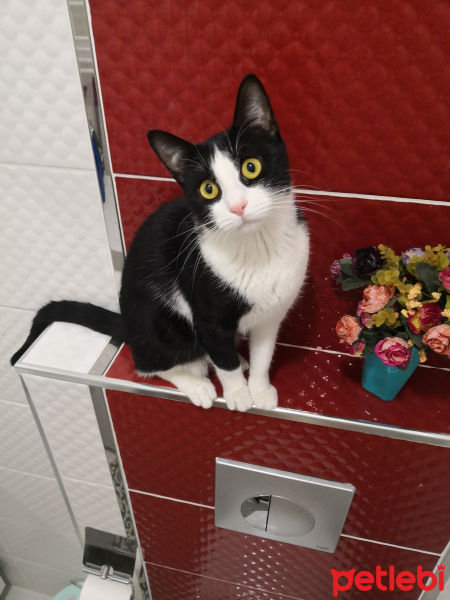 Tuxedo (Smokin) Kedi, Kedi  Leyla fotoğrafı