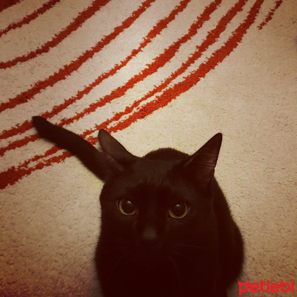 Bombay, Kedi  Bitter fotoğrafı