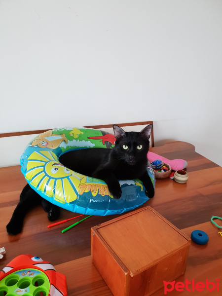 Bombay, Kedi  Bitter fotoğrafı