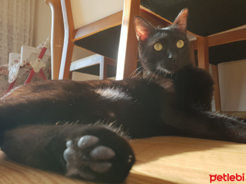 Bombay, Kedi  Bitter fotoğrafı