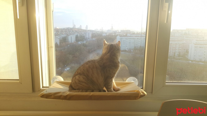 Scottish Fold, Kedi  Kaymak fotoğrafı