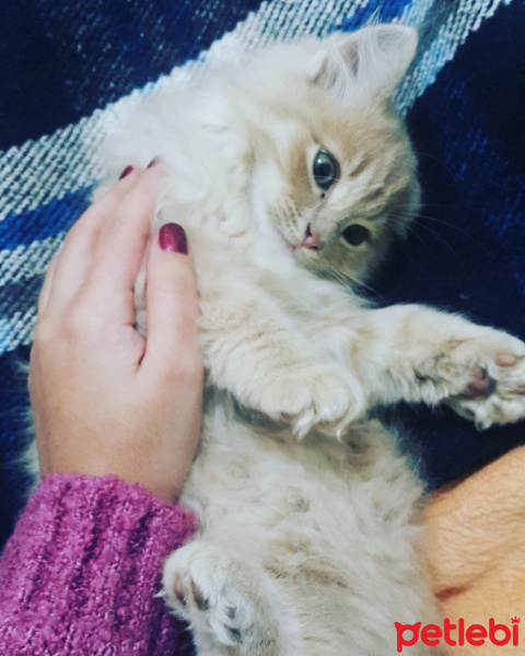 Sarman, Kedi  Arya fotoğrafı