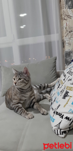 Van Kedisi, Kedi  Maya fotoğrafı