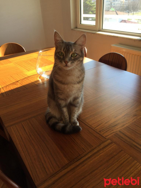 Tekir Kedi, Kedi  Pia fotoğrafı