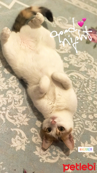 Tekir Kedi, Kedi  Hürrem fotoğrafı