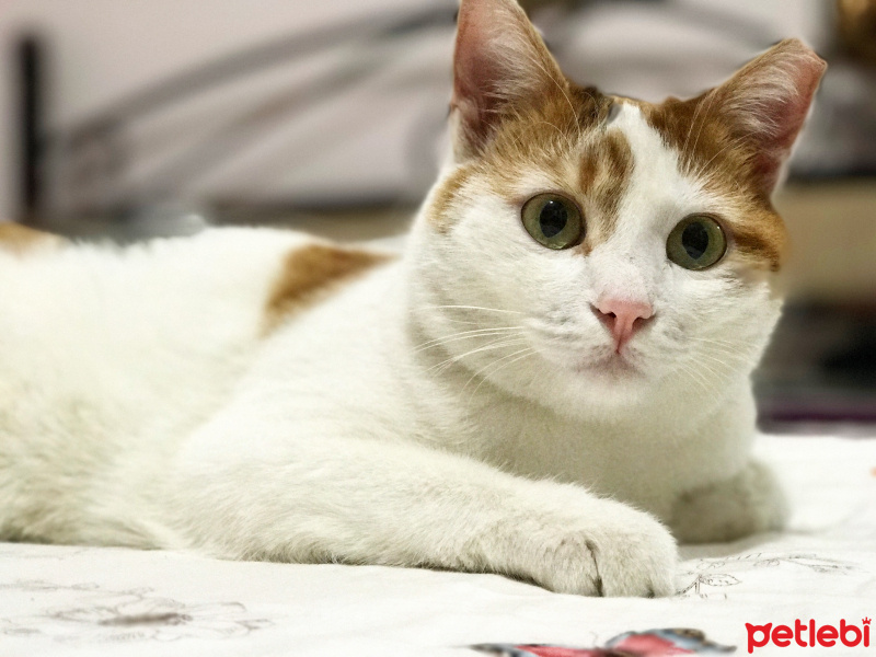 Tekir Kedi, Kedi  Hürrem fotoğrafı