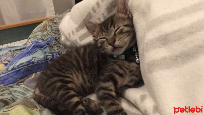 Tekir Kedi, Kedi  Luke fotoğrafı