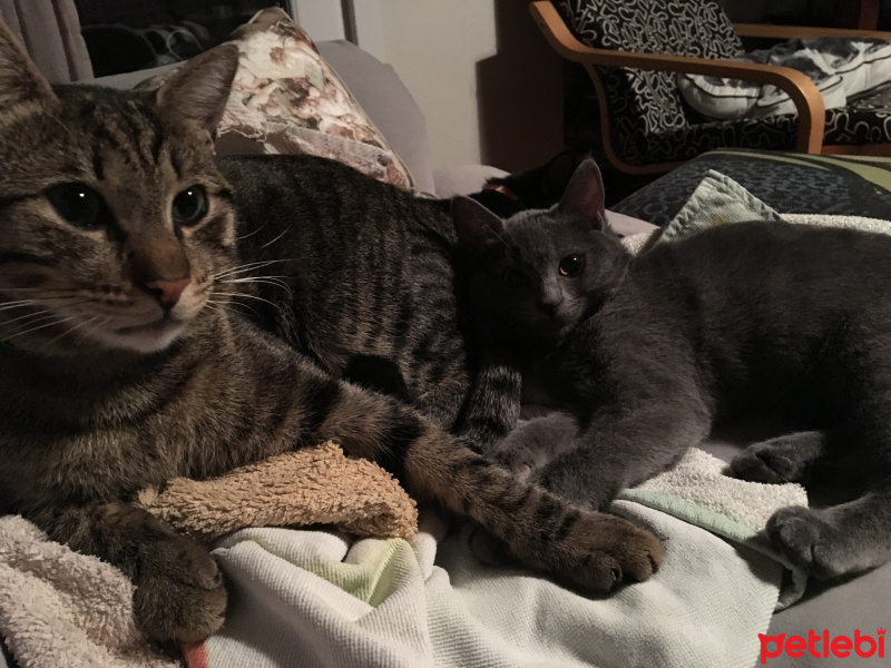 Chartreux, Kedi  Mars fotoğrafı