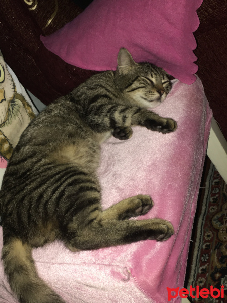 Tekir Kedi, Kedi  Yetim fotoğrafı