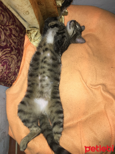 Tekir Kedi, Kedi  Yetim fotoğrafı