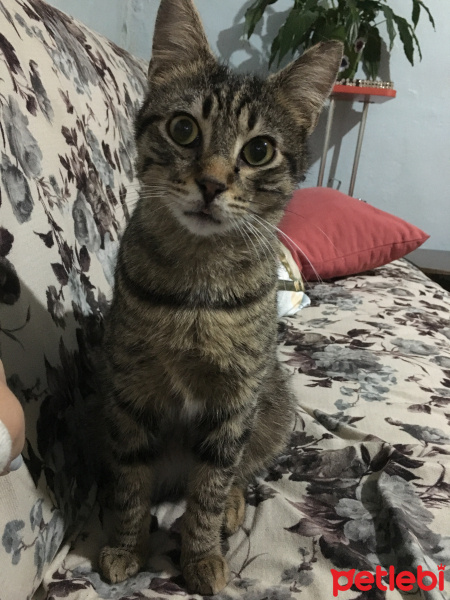 Tekir Kedi, Kedi  Yetim fotoğrafı