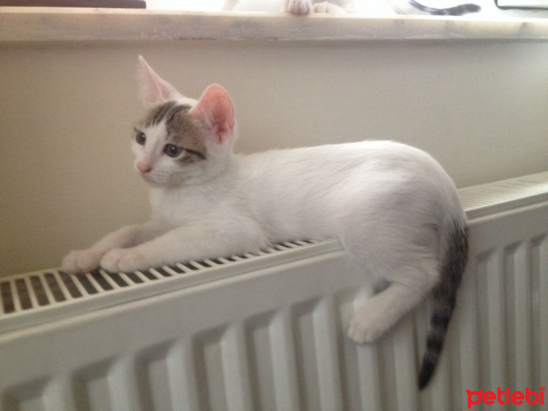 Ankara Kedisi, Kedi  ömürlük yuva aranıyor fotoğrafı